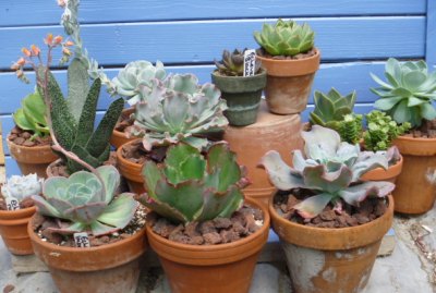 xsucculent-house-plant-display