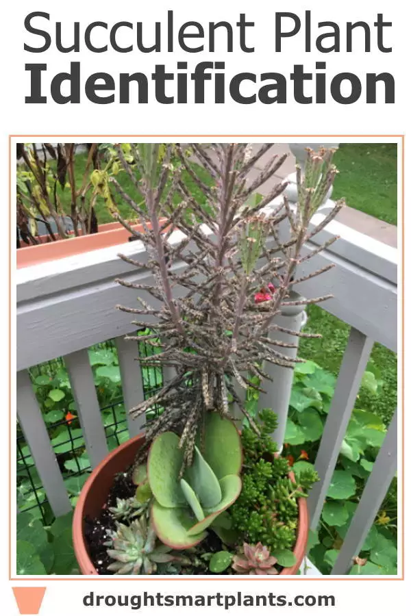 xsucculent-plant-identification3-600x900-1