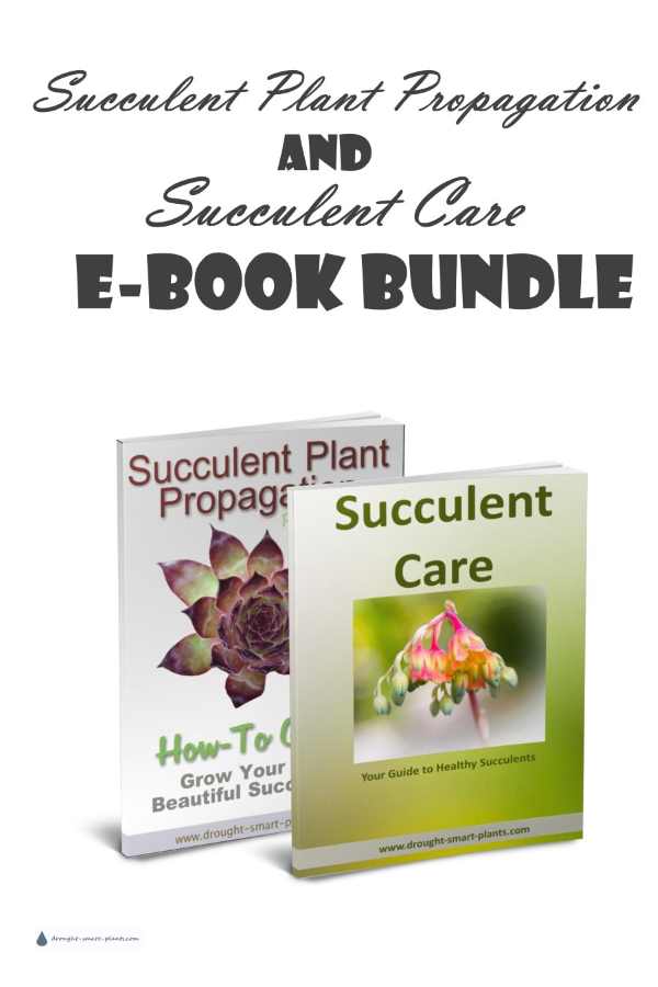 xsucculent-plant-propagation-succulent-care-
