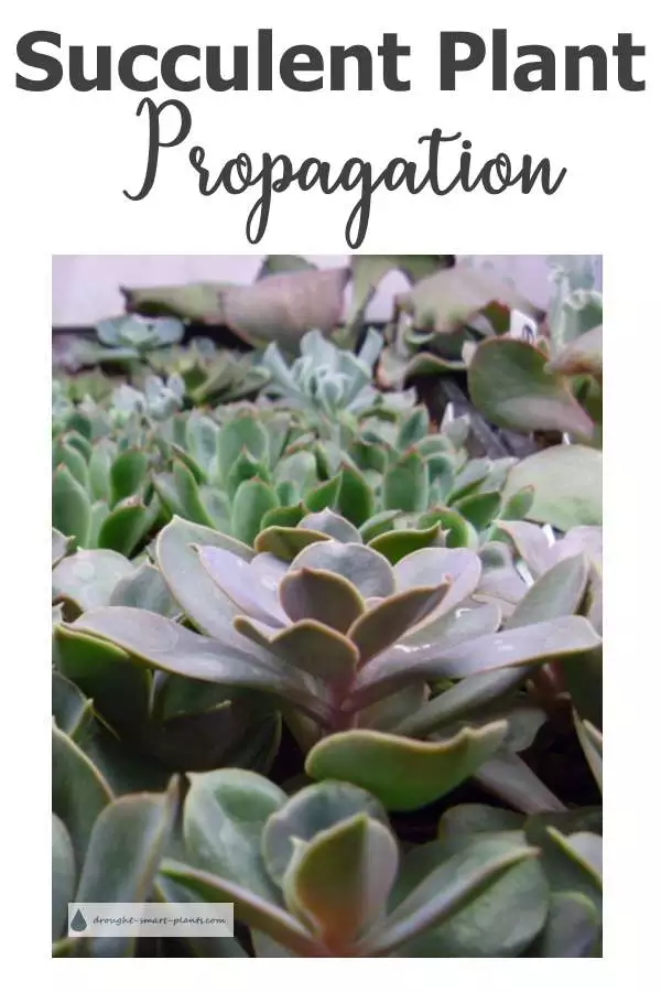xsucculent-plant-propagation