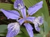 xthumb Iris tectorum