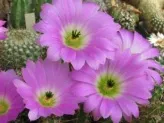 xthumb-cactus-flower.