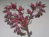 xthumb-echeveria-flowering