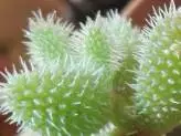 xthumb-fuzzy-succulents