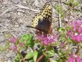 xthumb perennials for butterflies