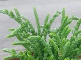 xthumb-succulent-care