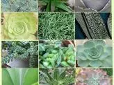 xthumb-succulent-chart-ultimate-guide
