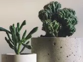 xthumb-succulent-planters