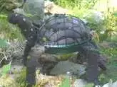 xthumb topiary turtle
