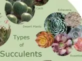 xthumb-types-of-succulents