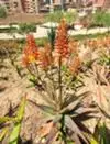 xthumb_another-plant-grows-in-egypt-need-to-know-its-name-21632710