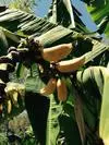 xthumb_growing-banana-trees-in-a-droughttolerant-garden-21924483