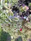 xthumb heart shaped variegated leaves tiny red flowers 21673134