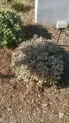 xthumb_landscaper-cant-figure-these-out-21896459.jpg.pagespeed.ic_.NhWMoCRyou.
