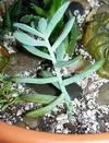 xthumb_leafy-green-succulent-21661717