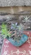 xthumb_need-help-identifying-three-succulents-for-determination-of-safety-around-pets-21793866