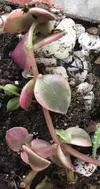 xthumb_pink-green-leafy-succulent-21885999