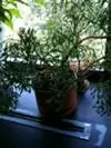 xthumb_pretty-succulent-with-woody-stems