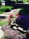 xthumb_replaced-our-lawn-with-thyme-21937303