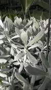 xthumb_silver-fuzzy-plant-with-flat-but-fleshy-cuneate-leaves-21708494-1.