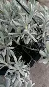 xthumb_silver-fuzzy-plant-with-flat-but-fleshy-cuneate-leaves-21708496