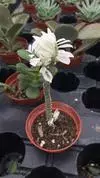 xthumb_stalk-with-white-leaves-21889468.