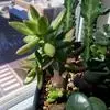 xthumb_succulent-from-my-local-nursery-21813160.