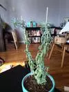 xthumb_tall-thin-green-leafy-succulent-21804063