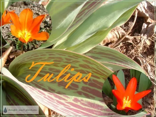 xtulips