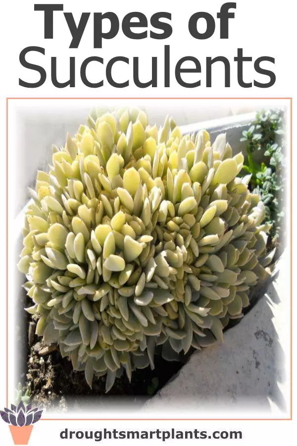 xtypes-of-succulents3b