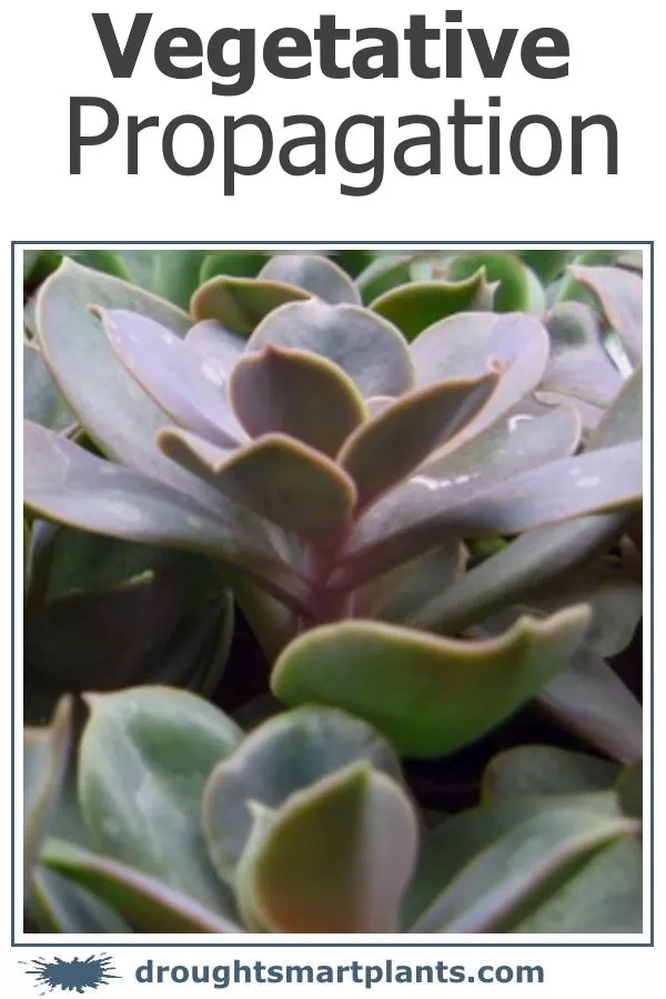 xvegetative-propagation