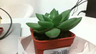 xwhat-kind-of-succulent-21877746