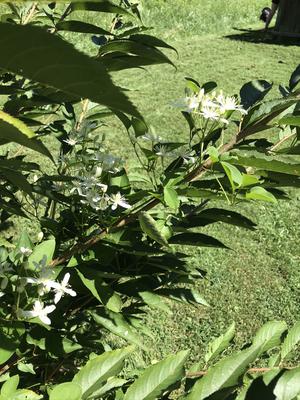 yoshino-cherry-has-small-white-flowers-in-late-summer-21936604